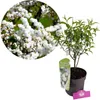 Prunus glandulosa 'Alba Plena', Mandorlo bianco, vaso da 3 Anteprima dell’immagine prodotto 1