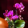 Orchidées Colibri | Orchidée Phalaenopsis violette - Voir les images du produit 11