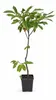 Esskastanie Castanea sativa 100–120 cm – winterharter Produktbild-Vorschau 4