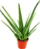 Aloe vera - ca. 4-5 ans - pot de 15cm Voir les images du produit 1