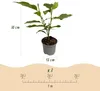 GreenboutiQ - Gartenpflanze - Magnolia Genie - Blüte Lila - Produktbild-Vorschau 3