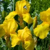 6 x kosatec  - Iris germanica 'Ola Kala'  | Květináč 9 cm x Náhled obrázku produktu 2