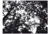 Basera Fototapete Waldmotiv 10040903-38, Vliestapete, Produktbild-Vorschau 2