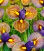 BALDUR Garten 12x Iris 'Eye of the Tiger', Zwiebeln in Produktbild-Vorschau 2