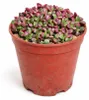Anacampseros rufescens variegata – Regenbogen-Sukkulente – Produktbild-Vorschau 2