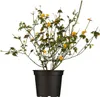 Kerria japonica 'Pleniflora', Ranunkelstrauch, gelb, 40–60 Produktbild-Vorschau 1