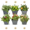 24x - Delosperma mix - Ø7cm - ↕10-12cm Voir les images du produit 1