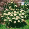 A flowering shrub in a garden setting. Produktbild-Vorschau