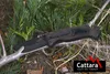 Cattara 13229 - Nůž zavírací BLACK BLADE s pojistkou 21,7cm Náhled obrázku produktu 7