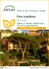 SAFLAX  - Pino marittimo - 6 semi - Pinus Anteprima dell’immagine prodotto 1