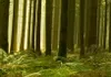 Leinwandbilder Waldlandschaft 200x100 cm Vlies Leinwandbild Produktbild-Vorschau 3