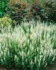 Salvia nemorosa 'Schneehügel', Steppensalbei, weiß, ca. 9x9 Produktbild-Vorschau 14
