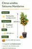 Citrus unshiu – drzewko mandarynkowe Satsuma, 130–160 cm – Podgląd zdjęcia produktu 3