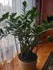Support pour plantes vivaces hauteur 70 cm - support pour Voir les images du produit 4