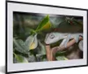 MuchoWow® MuchoWow® Gerahmtes Poster Versteckte Grille auf Produktbild-Vorschau 1