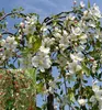 Zierapfelbaum ´FONTANA´ auf Stamm 80 cm, Cont. 5 l Produktbild-Vorschau 2
