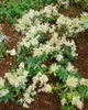 Pieris japonica 'Debutante', Japanische Lavendelheide, Produktbild-Vorschau 14