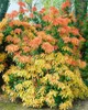 Pieris japonica 'Forest Flame', Japanische Lavendelheide, Produktbild-Vorschau 9