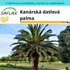 SAFLAX Dárková sada - Kanárská datlová palma - Phoenix Náhled obrázku produktu 4