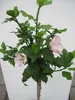 Hochstamm Garteneibisch Hamabo - Hibiscus syriacus - Stamm Produktbild-Vorschau 4
