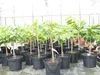 Indianerbanane 100 cm Asimina triloba Sunflower Papau Produktbild-Vorschau 1