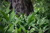 Stauden Gänge 10 x Convallaria majalis - Maiglöckchen - Der Produktbild-Vorschau 5