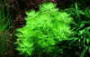 Aquariumpflanze Hottonia palustris von Tropica Nr.027 Produktbild-Vorschau 1