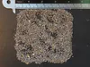 Rotgrüner Känguruphote (Anigozanthos manglesii)  - 20 Samen Produktbild-Vorschau 3