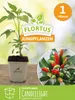 Artikelbild 5 von 'Chilipflanze Candlelight' aus der Kategorie Chilipflanzen Produktbild-Vorschau
