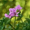 Anti-Moskito-Pflanze - 6 Stk - Pelargonium - Höhe 15-25cm - Produktbild-Vorschau 4