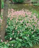 Bistorta officinalis, Schlangenknöterich, ca. 9x9 cm Topf Produktbild-Vorschau 5