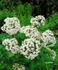 Viburnum burkwoodii, Duft-Schneeball, immergrün, 60–80 cm Produktbild-Vorschau 11