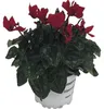Alpenveilchen Patio Mix FloraSelf Cyclamen persicum Ø 10/11 Produktbild-Vorschau 5