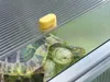 Juwel Schildkrötenhaus Paula, Wärmeisolierung, stufenlose Anteprima dell’immagine prodotto 4