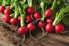 SAFLAX - Garden in the Bag - BIO - Radieschen - Cherry Bell Produktbild-Vorschau 8