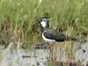 CALVENDO Puzzle Kiebitz (Vanellus vanellus) | 1000 Teile Produktbild-Vorschau 3