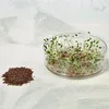 Keimsprossen Leinsamen Produktbild-Vorschau 3