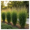 Stauden Gänge 3 x Panicum virgatum 'Northwind' im 1 Liter Produktbild-Vorschau 2