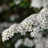 2 x  Brautspiere - Spiraea arguta  | 30-40 cm in Container Produktbild-Vorschau 1
