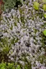 Thymus vulgaris, Echter Thymian, aromatisch, ca. 9x9 cm Produktbild-Vorschau 12