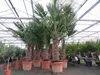 45L Trachycarpus Fortunei Palme , winterhart 200 - 250 cm Produktbild-Vorschau 2