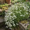 6x Saxifraga (A) Carpet White P9H20 Produktbild-Vorschau 5