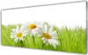 Acrylglasbilder 125x50 Wandbild Druck Gras Gänseblümchen Produktbild-Vorschau 1