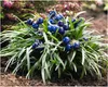 Stauden Gänge 1 x Ophiopogon japonicus 'Nana' - Zwerg Produktbild-Vorschau 1