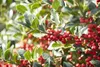 Stechpalme Alaska 10-15 cm, im Topf - Ilex aquifolium, Produktbild-Vorschau 7
