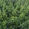 2 x  Troène commun  - Ligustrum vulgare 'Atrovirens'  | Voir les images du produit 2
