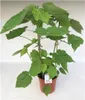 Zimmerlinde 40 cm - Sparmannia africana - Grüne Produktbild-Vorschau 3