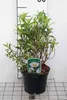 Cistus purp. 'Alan Fradd' - Zistrose Alan Fradd 20- 25 cm Produktbild-Vorschau 1