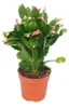 Vánoční kaktus - Schlumbergera - sada 3 rostlin Náhled obrázku produktu 4