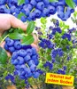 BALDUR Garten 5er Beeren Naschgarten, Pflanzen im Produktbild-Vorschau 3
